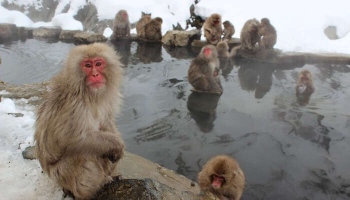  bli underholdt På Jigokudani Wild Monkey Park 