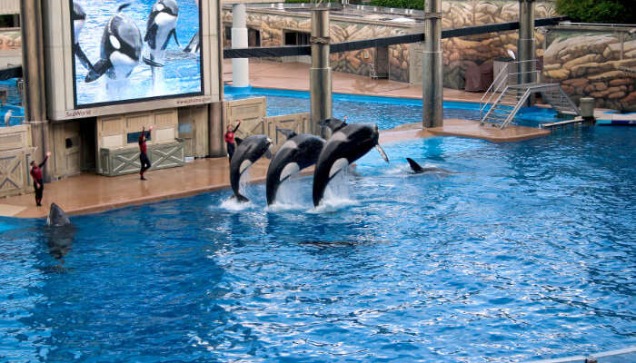 Dubai Dolphinarium in Dubai