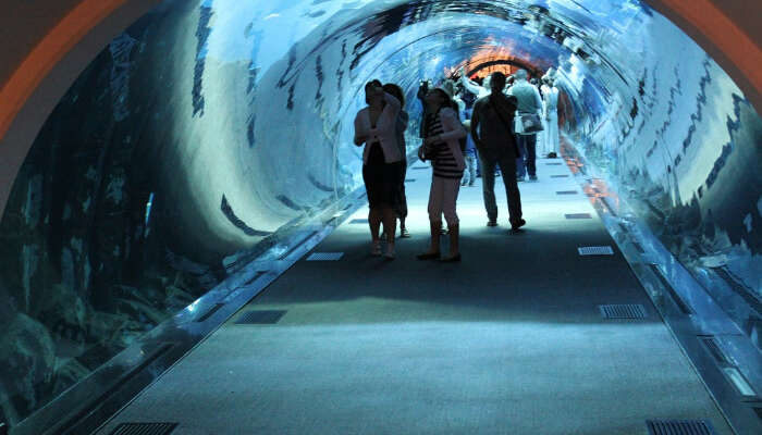 Dubai Underwater Zoo in Dubai