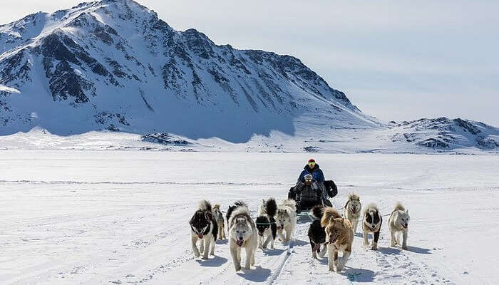 Snow and Dogs