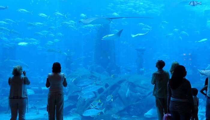 The Lost Chambers Aquarium in Dubai