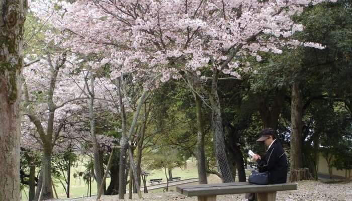 Vremea în Japonia în ianuarie