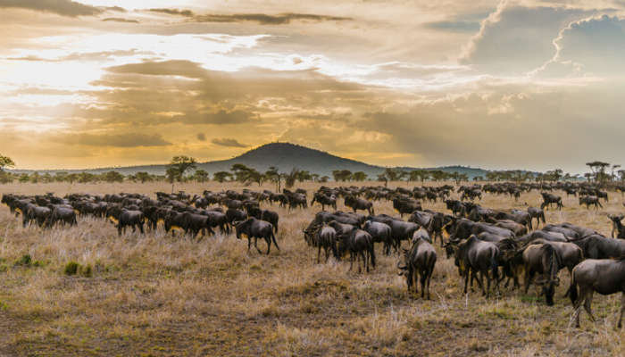 Best National Parks In Tanzania