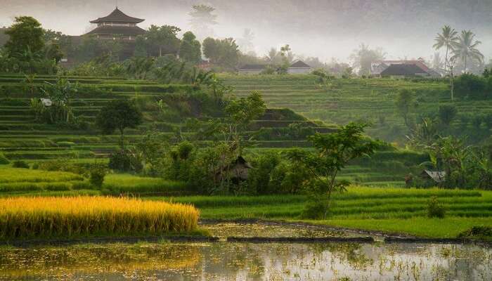 Sidemen Valley In Bali In 21 Know All About It For Your Holiday