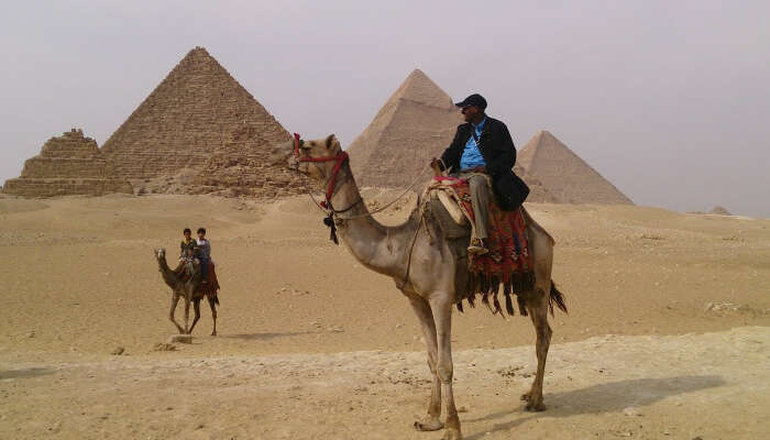Camel ride around Giza at the twilight