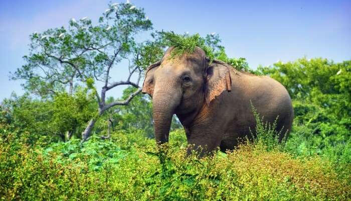 Udawalawe National Park Cover