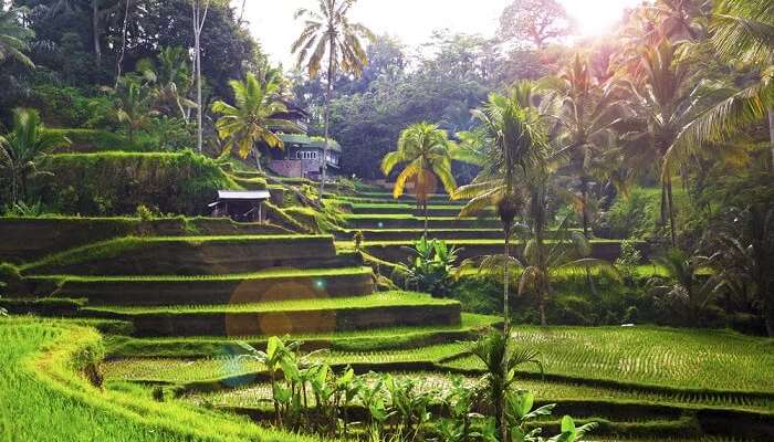 Tegallalang Rice Terraces The Perfect Guide For All Travelers