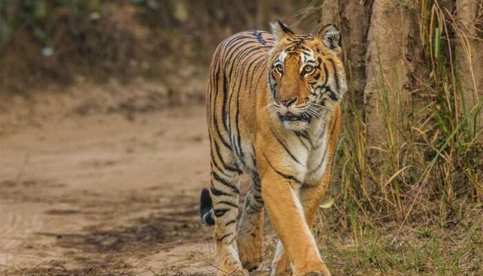 Park Narodowy Corbett