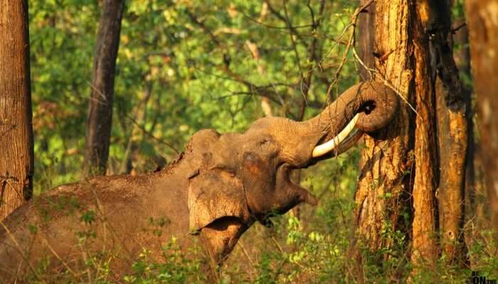 Elephant in jungles of kabini