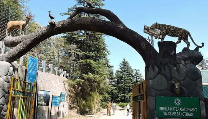 13 Wildlife Sanctuaries In Himachal Pradesh For Your Vacation In 2021 Out of several wildlife sanctuaries located in himachal pradesh, kalatop wildlife sanctuary has of course been loved and widely visited by numerous visitors throughout the year. 13 wildlife sanctuaries in himachal