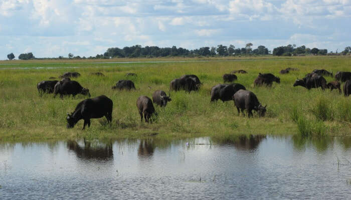 Kavango Zambezi