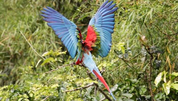 Parque Nacional Manú