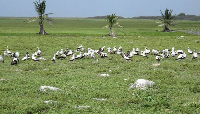 Phoenix Islands