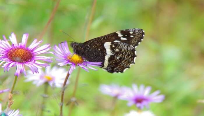 Biodiversity Perseverance