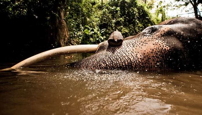 Top 7 National Parks For Sri Lanka Safari That Live And Breathe Nature