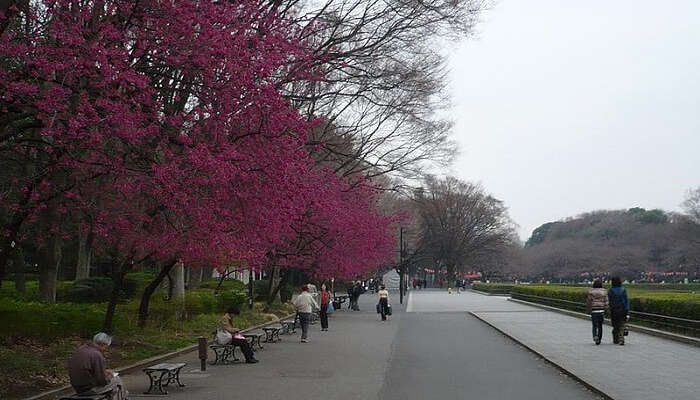 beautiful japanese tree bending