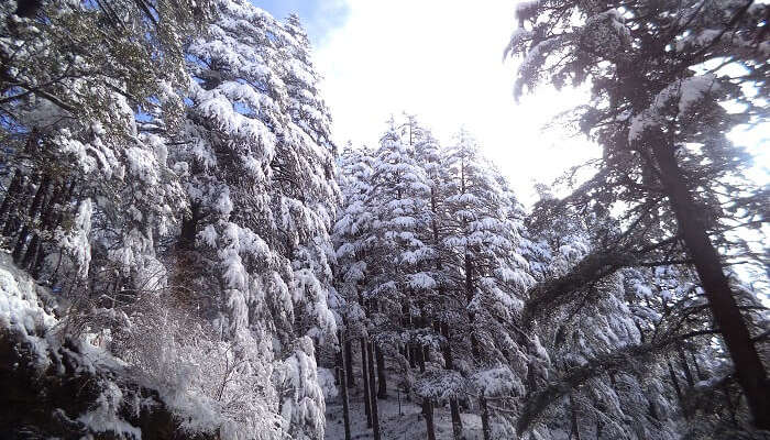 manali sanctuary