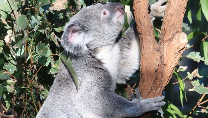 Lone Pine Koala Sanctuary Guide For Aussie Visitors In 2019