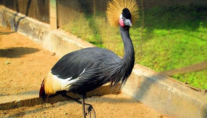 Alipore Zoo in Kolkata