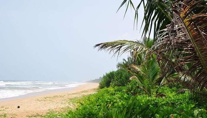 Romantic Honeymoon Places In Sri Lanka In 21