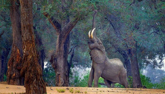 Manas National Park_18th oct