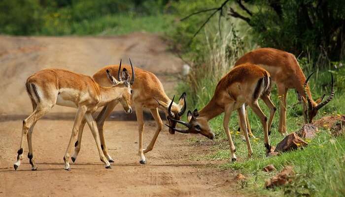 Pilanesberg National Park in Africa