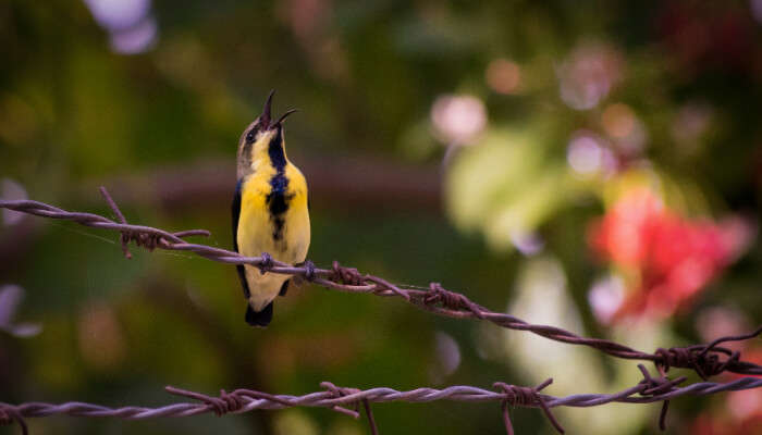 A rare bird specie of Rajasthan