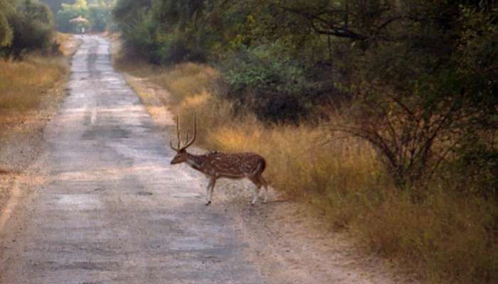 Sariska national park 