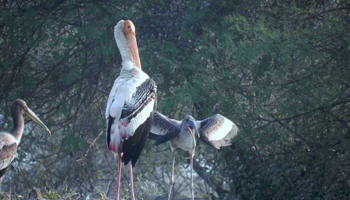 qBharatpur Bird Sanctuary