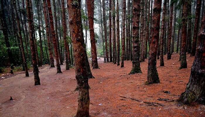 Pine Forest