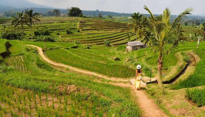 Rice fields in Bali