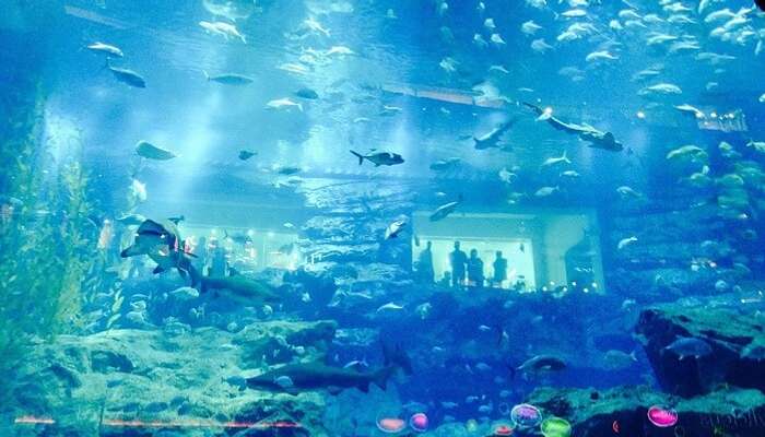 Dubai Aquarium Underwater Zoo All You Need To Know