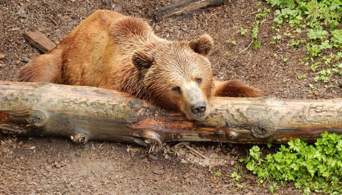 The Bear Park in Switzerland