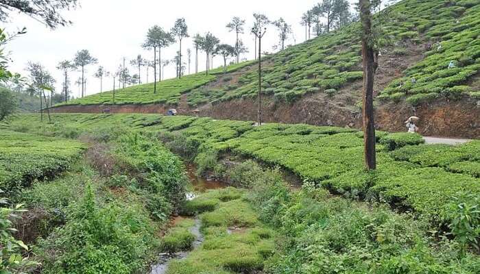 25 Best Honeymoon Resorts In Munnar You Can Pick In 2020