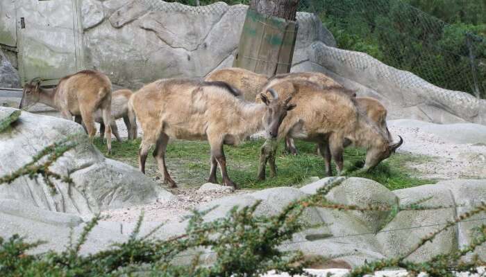 Tierpark Hagenbeck