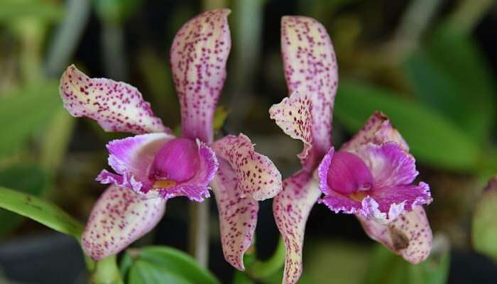 orchid garden