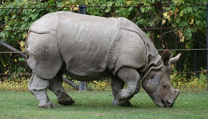 rhino