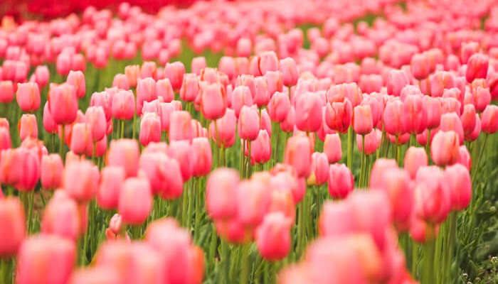 A Guide To Know Everything About Tulip Festival In Kashmir In 21