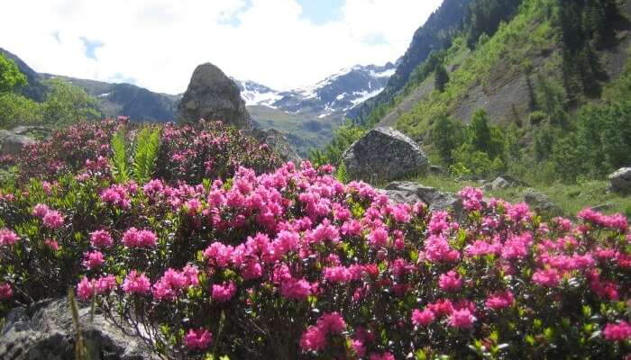 Rhododendron Trek In Sikkim