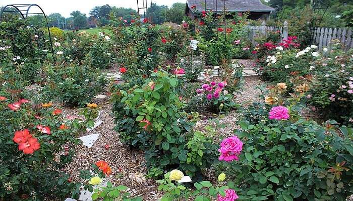 Nehru Rose Garden