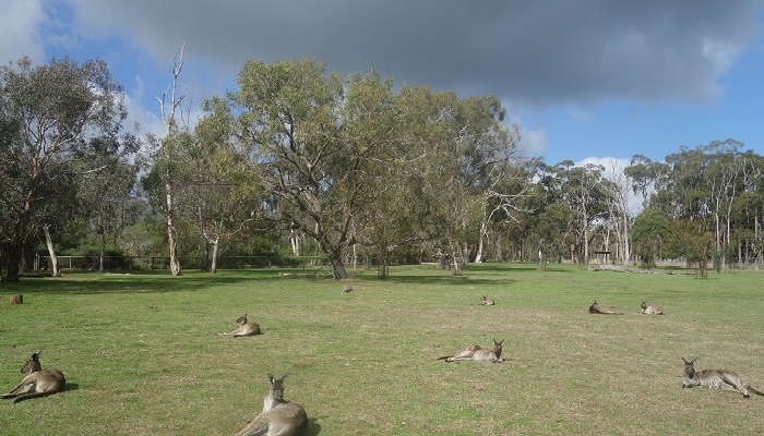 cleland kangaroos