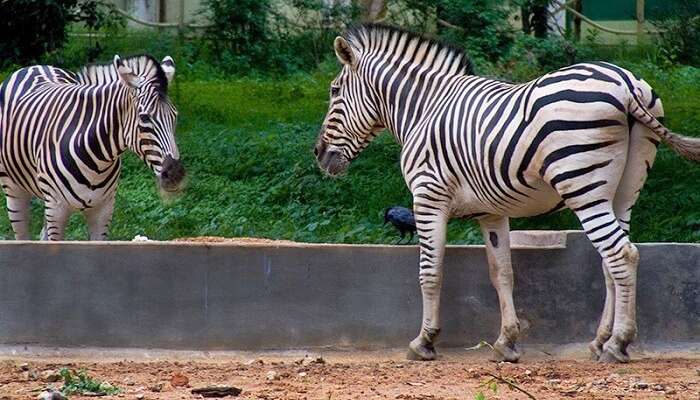 5 Zoos In Kerala To Witness The Spectacular Wildlife Down South