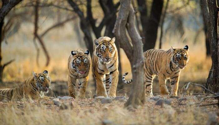 Ranthambore National Park In Rajasthan