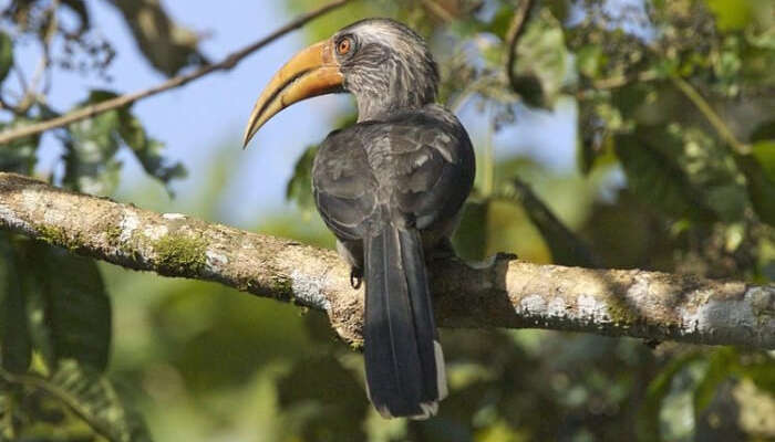 Thattekad Bird Sanctuary