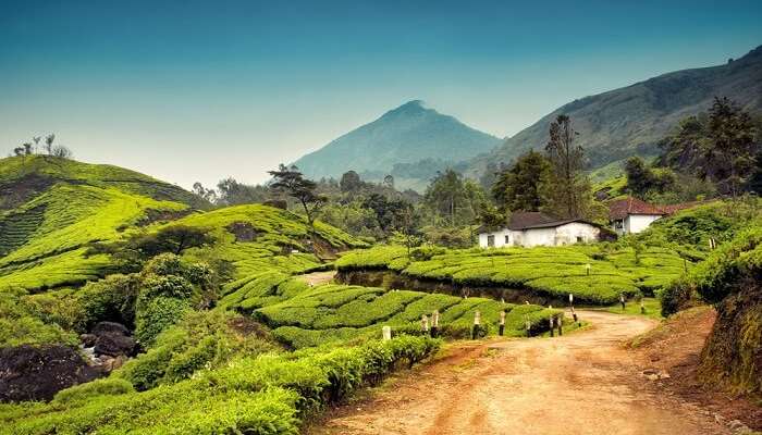 Munnar honeymoon places