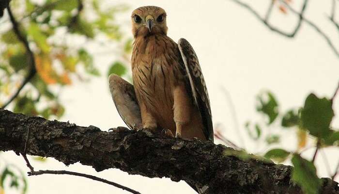 owl in wildlife sanctuary nagpur