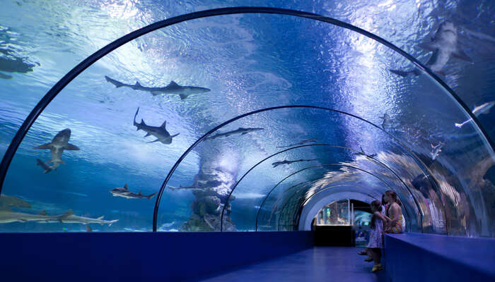 Check Out The Antalya Aquarium