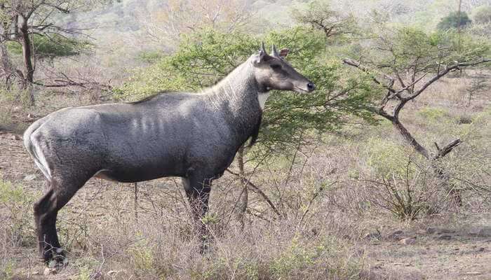 wildlife in India