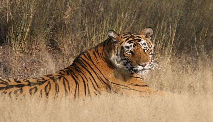 witness tigers in this national park