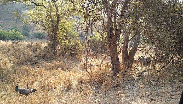 oldest wildlife reservesin India
